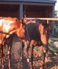 my horses