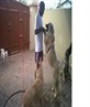 dogs