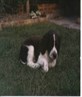 My old doggy Toby, how cute is this pic!