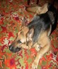 our dog millie!