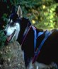 Siberian husky, thick headed but still my dog