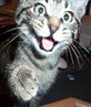 legalise catnip!