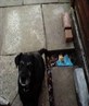 my dog bruce