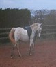 doesnt he look gorgeous and no rider!!!