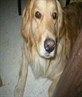 This was my old dog stoli she died :(