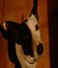 awwww my dwaggie:)