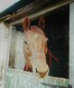 My horse Brett
