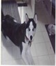 my puppy