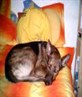 my baby girl - BUBBA!!