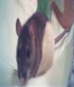 my fat rat, jovi
