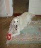 My dog, Oscar