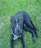 This is my Pit his name is Chucky