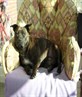 My dog Holly. She Rocks!!!