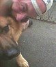 As long as you're not a dog,we'll get along.